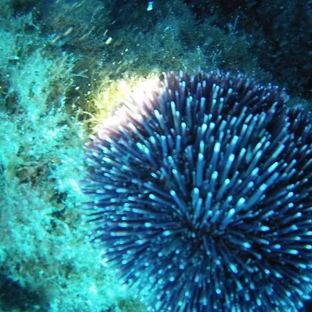 Villaggio & Club Aquilia Chata Badolato Marina